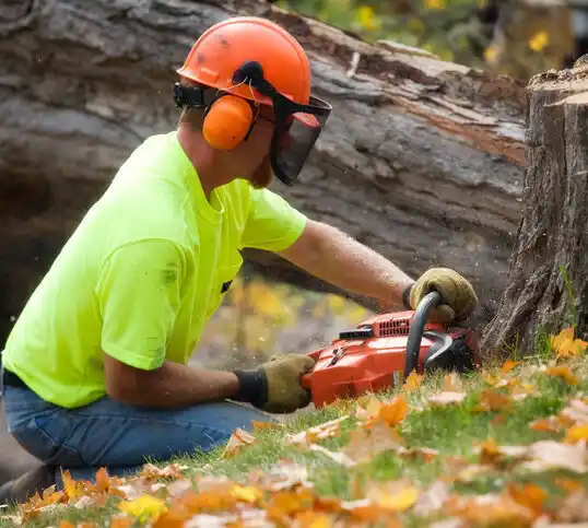 tree services Dillon